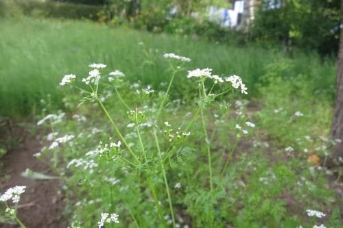 dansk körvel Anthriscus cerefolium