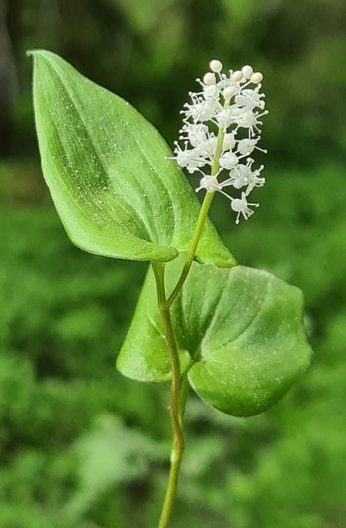 ekorrbär Maianthemum bifolium