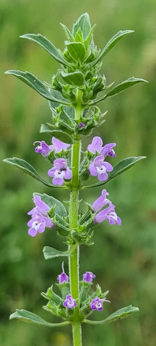 harmynta Clinopodium acinos