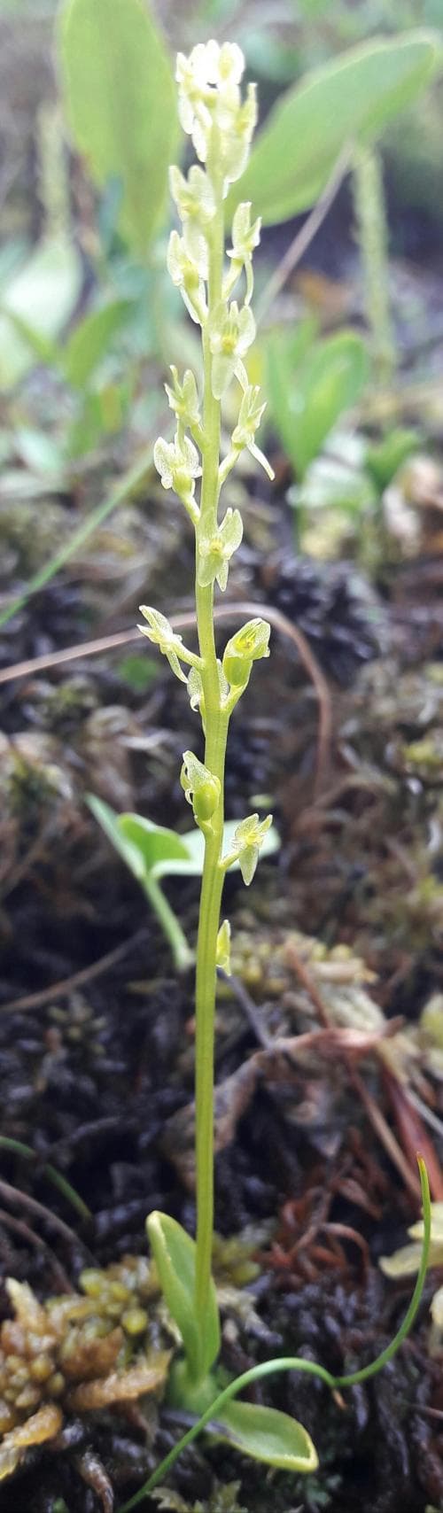 myggblomster Hammarbya paludosa