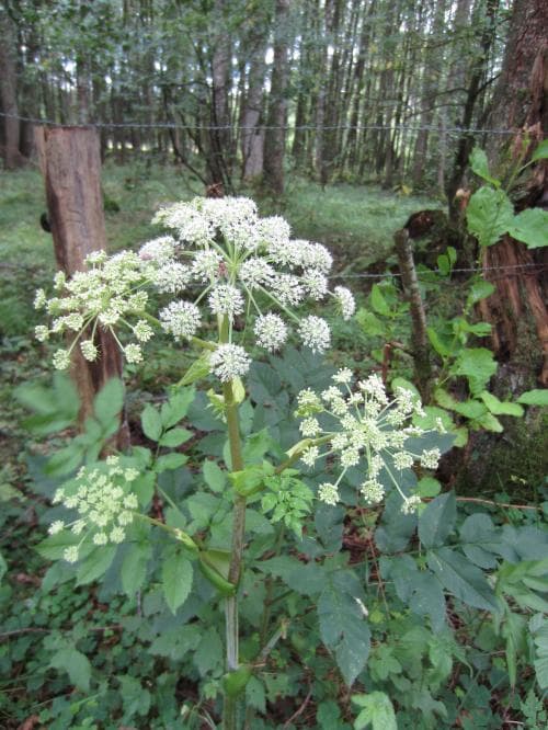 strätta Angelica sylvestris
