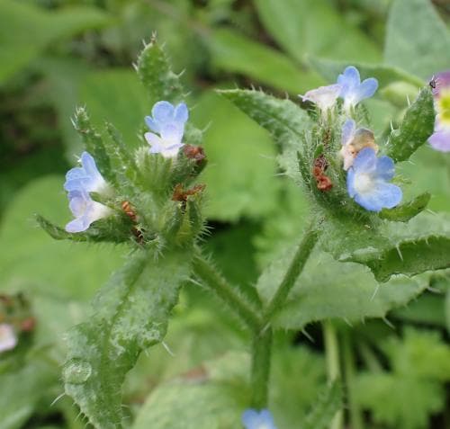 vanlig fårtunga Anchusa arvensis subsp. arvensis