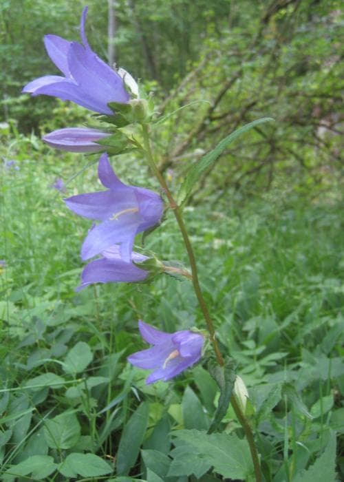nässelklocka Campanula trachelium