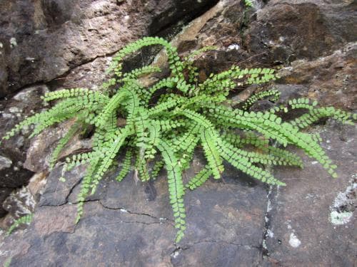vanlig svartbräken Asplenium trichomanes subsp. trichomanes