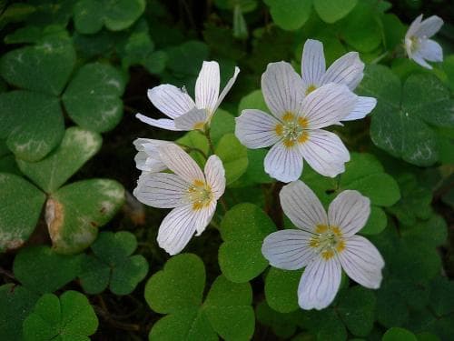 harsyra Oxalis acetosella