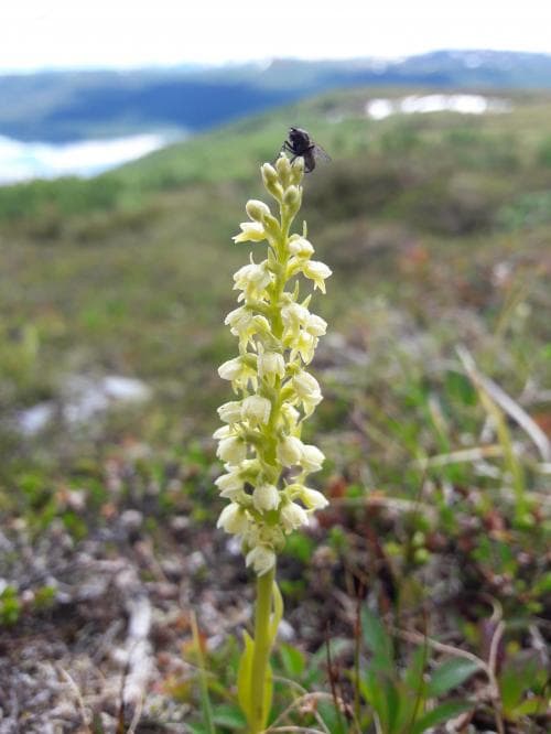 fjällyxne Pseudorchis straminea