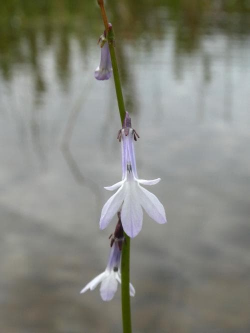 notblomster Lobelia dortmanna