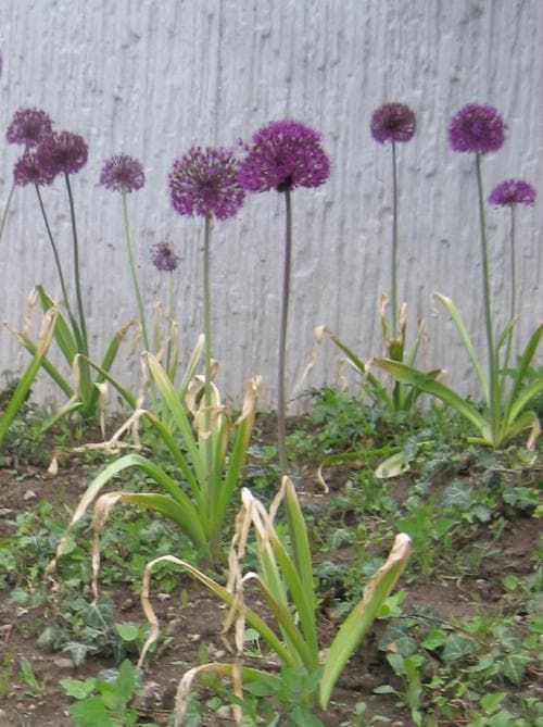 purpurlök Allium hollandicum