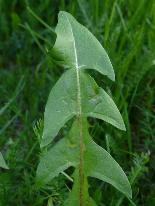 kvadratmaskros Taraxacum quadrans