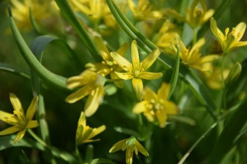 vårlök Gagea lutea