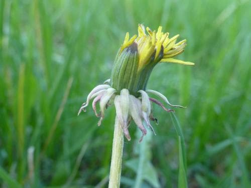 vårmaskros Taraxacum praecox
