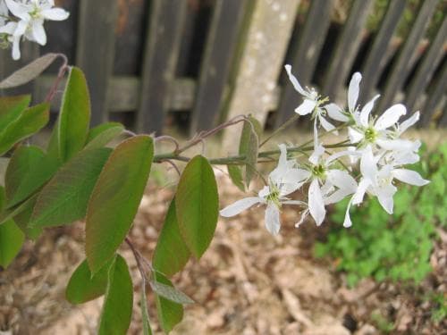 prakthäggmispel Amelanchier lamarckii
