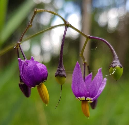 vanlig besksöta Solanum dulcamara var. dulcamara