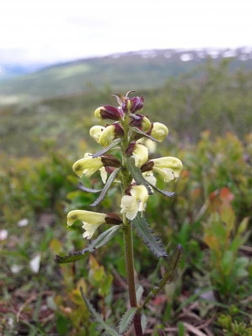 lappspira Pedicularis lapponica