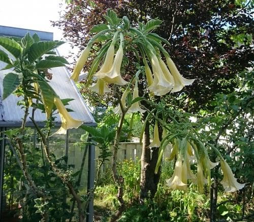 änglatrumpet Brugmansia suaveolens