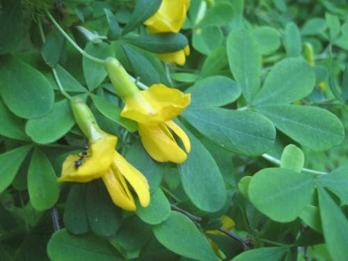 lyckobladsbuske Caragana frutex