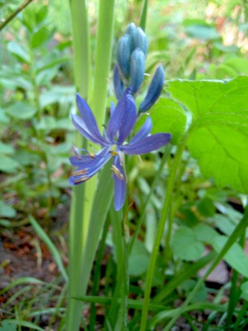 ätlig stjärnhyacint Camassia quamash
