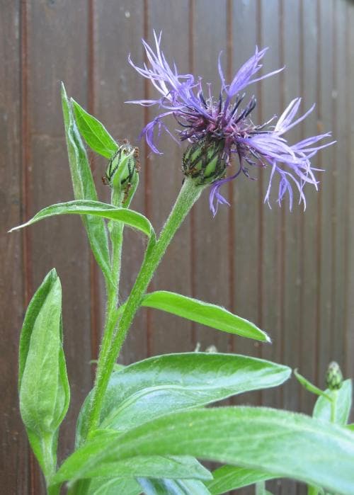 bergklint Centaurea montana