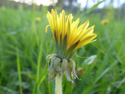 vägmaskros Taraxacum interveniens