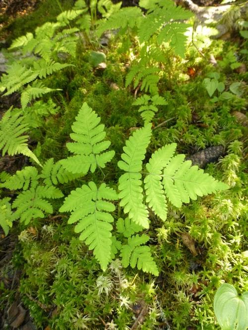 ekbräken Gymnocarpium dryopteris