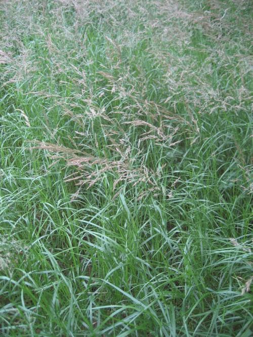 grenrör Calamagrostis canescens