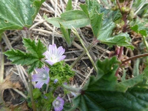 franskmalva Malva nicaeensis