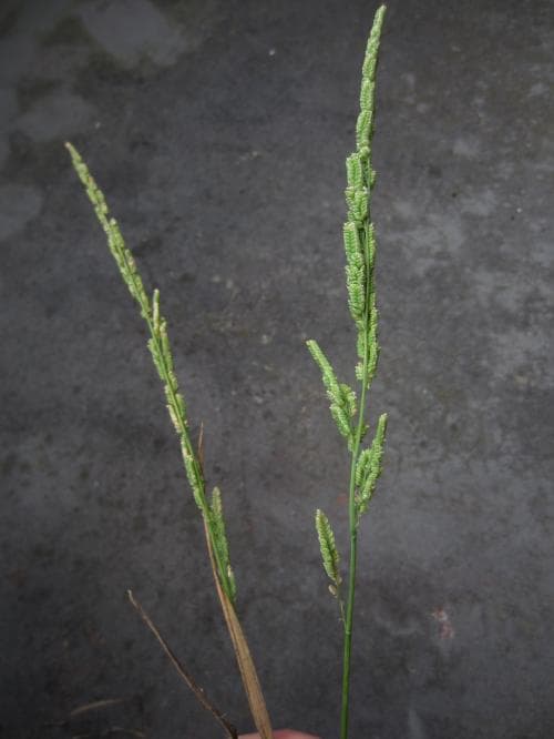radgräs Beckmannia syzigachne