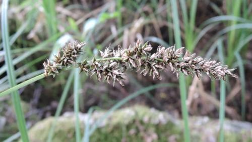vippstarr Carex paniculata