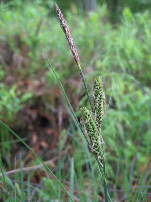 vanlig hundstarr Carex nigra subsp. nigra