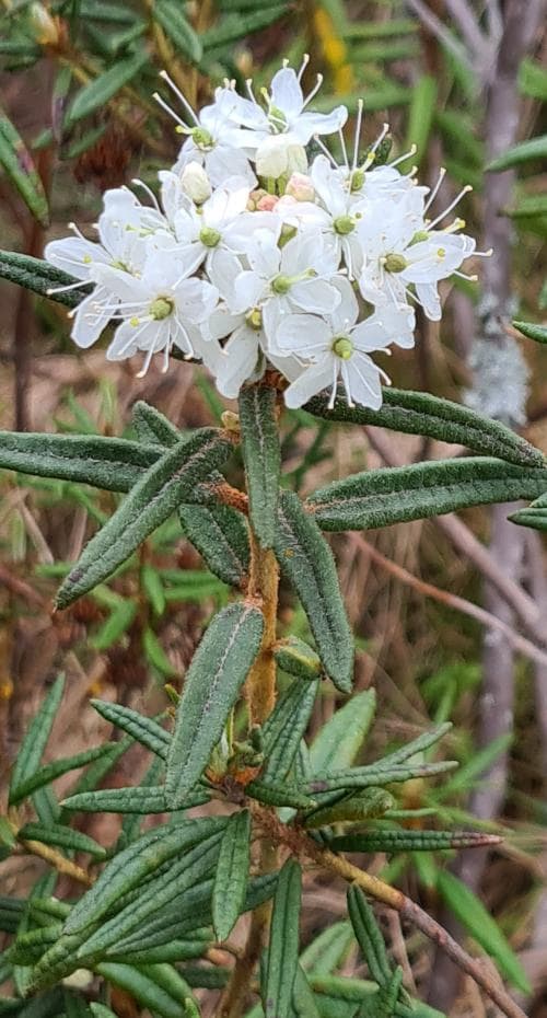 skvattram Rhododendron tomentosum