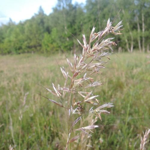 ängshavre Helictochloa pratensis