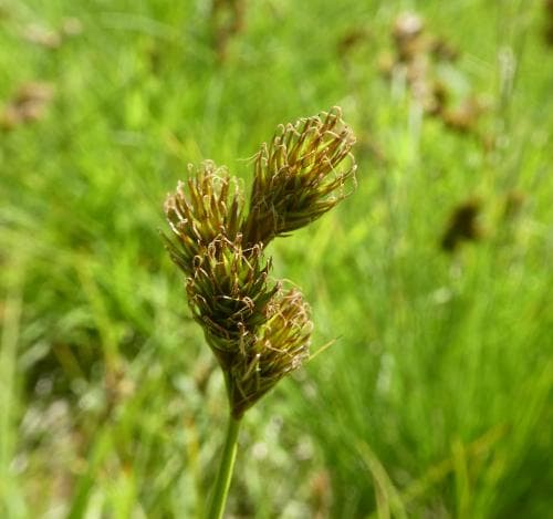 harstarr Carex leporina