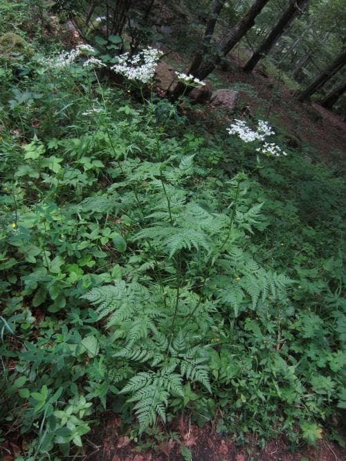 guldkörvel Chaerophyllum aureum