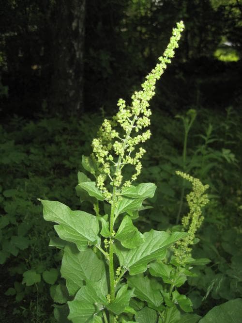 lungrot Blitum bonus-henricus