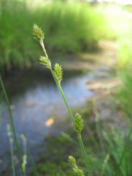 vanlig gråstarr Carex canescens var. canescens