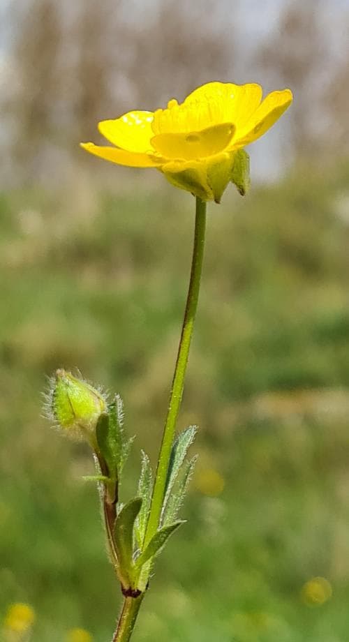 knölsmörblomma Ranunculus bulbosus