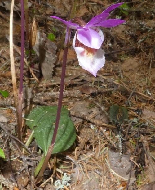 norna Calypso bulbosa