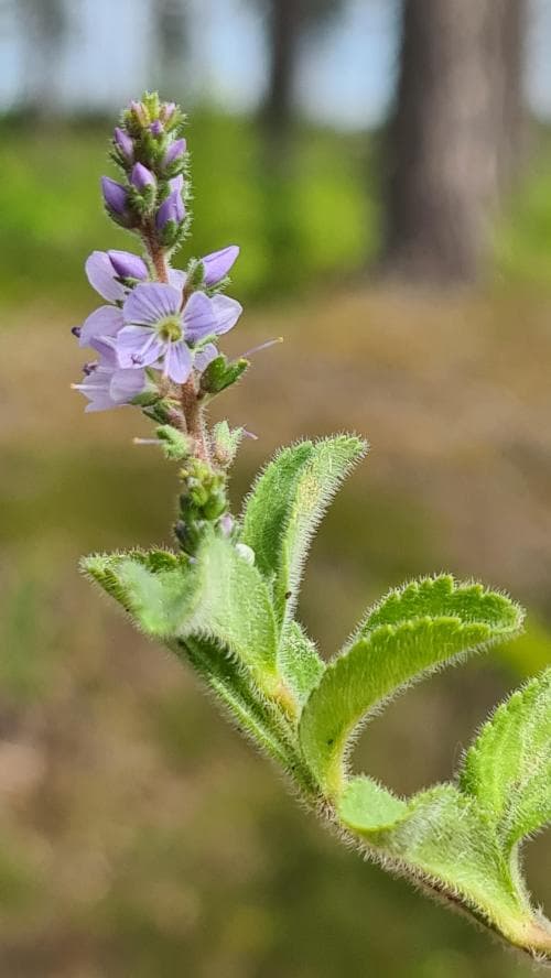ärenpris Veronica officinalis