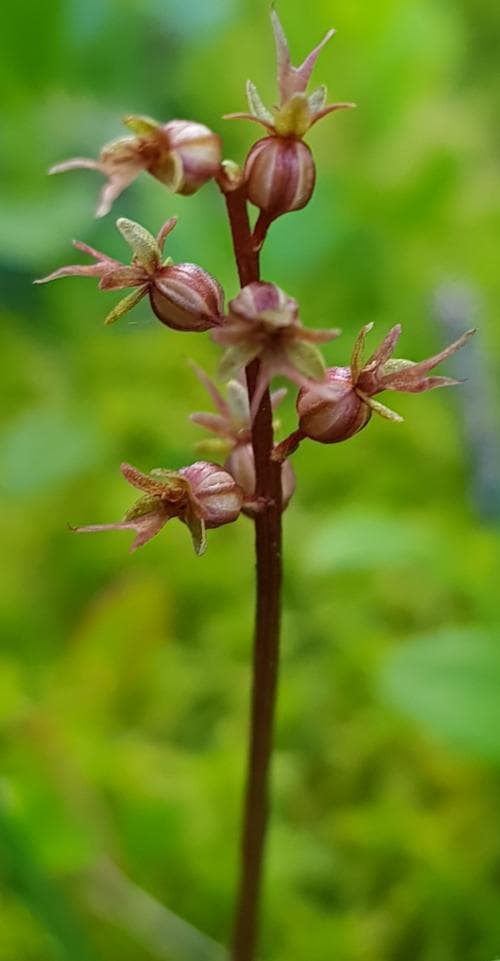 spindelblomster Neottia cordata