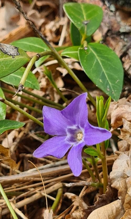 vintergröna Vinca minor