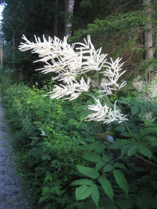 plymspirea Aruncus dioicus