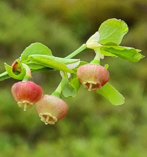 blåbär Vaccinium myrtillus