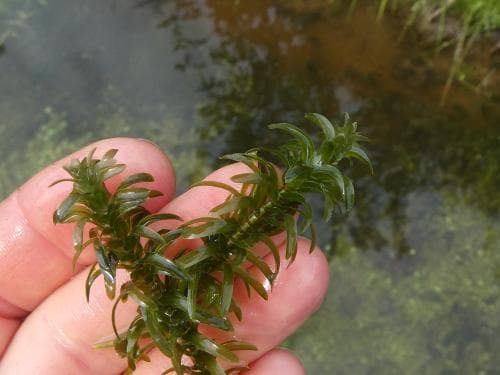 vattenpest Elodea canadensis