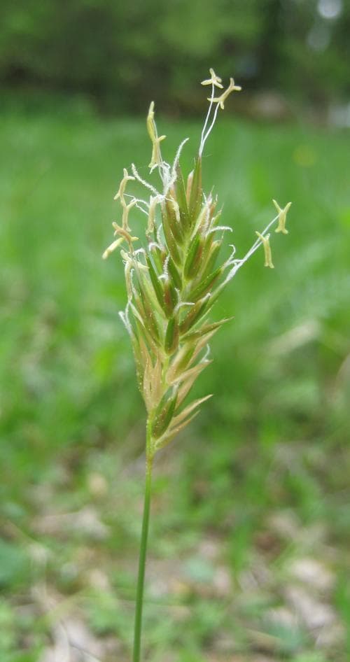 sydvårbrodd Anthoxanthum odoratum