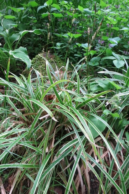 japansk starr Carex morrowii