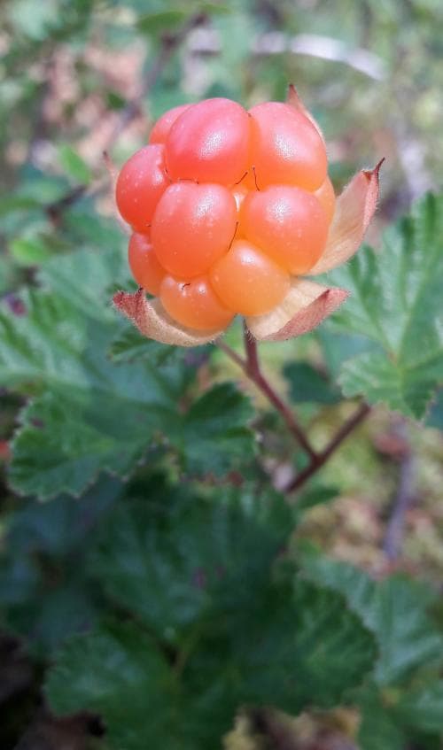 hjortron Rubus chamaemorus