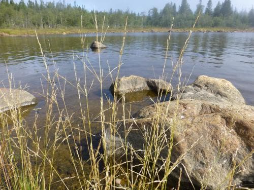 gultåtel Deschampsia bottnica