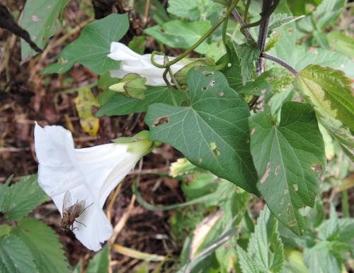 vit snårvinda Convolvulus sepium subsp. sepium