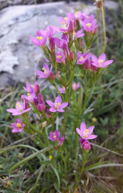 kustarun Centaurium littorale var. littorale