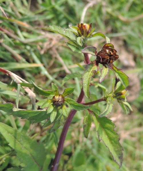 brunskära Bidens tripartita